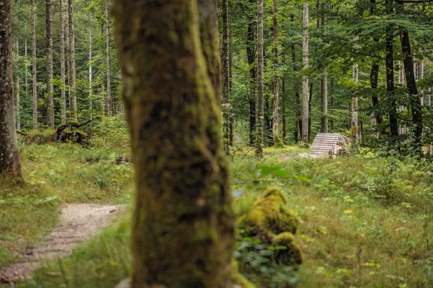 BSFZ Trail Area Obertraun (Foto: Erwin Haiden)